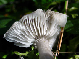 Tricholoma terreum, note the broad sinuate gills. Tricholoma terreum, note the broad sinuate gills.
